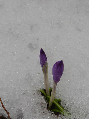 Foto subtila aparitie a primaverii (c) Lucian Petru Goja